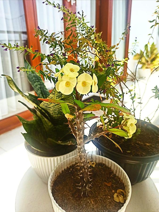 Loka Anyar Guest House 캐로보칸 외부 사진